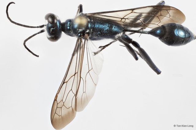 Chalybion bengalense