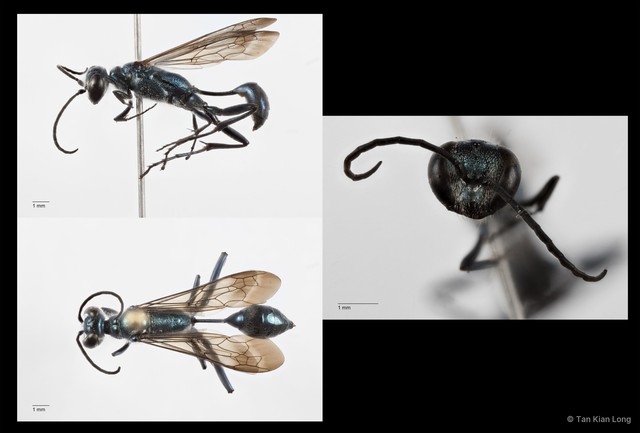 Chalybion bengalense