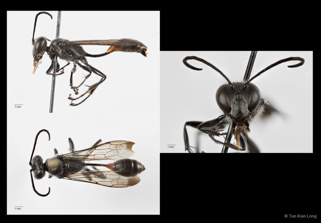 Isodontia diodon