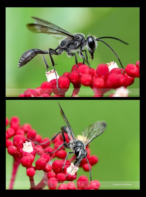 Isodontia severini • © David Wirawan • All Rights Reserved
