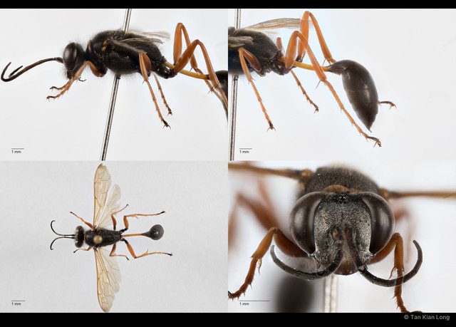 Sceliphron coromandelicum • © Tan Kian Long • All Rights Reserved