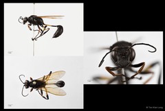 Sceliphron javanum petiolare • © Tan Kian Long • All Rights Reserved