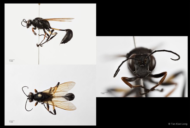 Sceliphron javanum petiolare