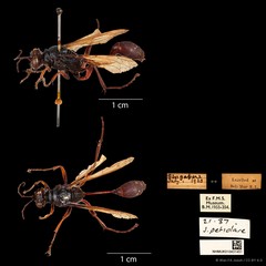 Sceliphron javanum petiolare • © Wan FA Jusoh • CC BY 4.0
