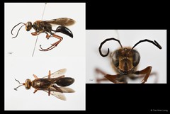 Sphex (Sphex) sericeus