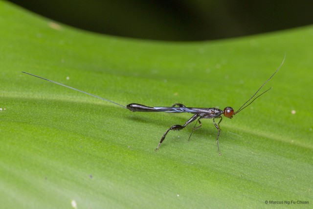Stephaninae sp. "9a5fa024" • © Marcus Ng Fu Chuan • All Rights Reserved