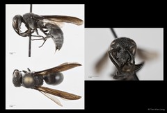 Allorhynchium argentatum