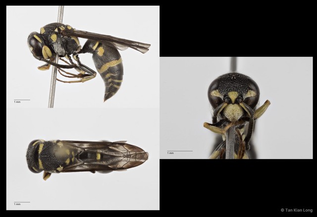 Antepipona sp. "cf. bipustulata"