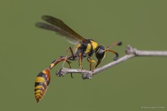 Delta campaniforme