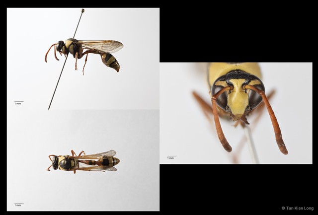 Delta campaniforme