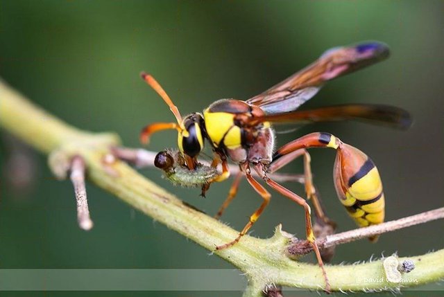 Delta esuriens • © David Wirawan • All Rights Reserved