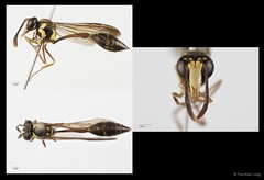 Eustenogaster micans • © Tan Kian Long • All Rights Reserved