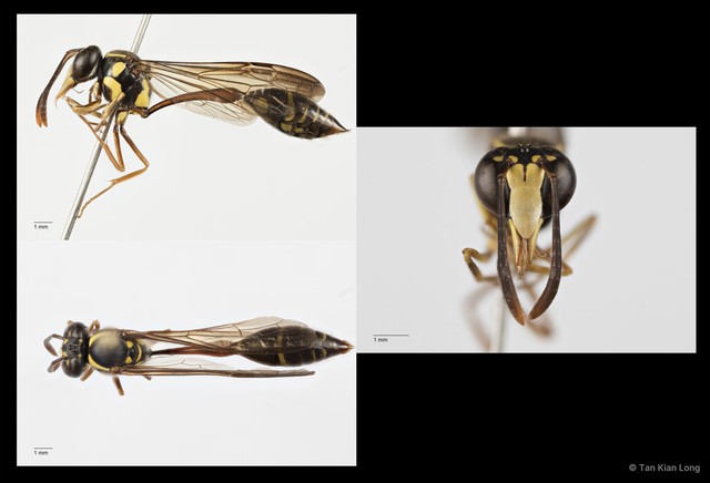 Eustenogaster micans