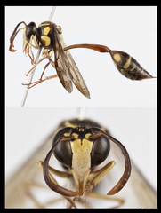 Eustenogaster micans • © Tan Kian Long • All Rights Reserved