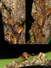 Liostenogaster nitidipennis