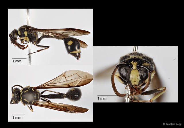 Omicroides sp. "108f79db" • © Tan Kian Long • All Rights Reserved