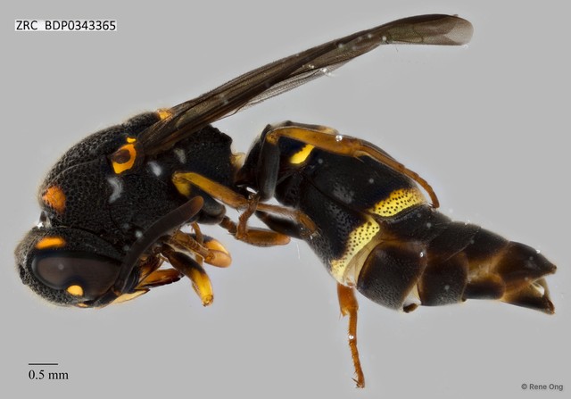 Parancistrocerus sp. "ZRCBDP0343365" • © Rene Ong • All Rights Reserved