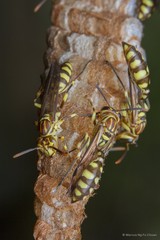Parapolybia varia