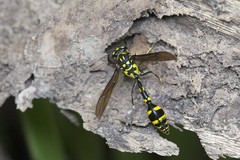 Phimenes flavopictus