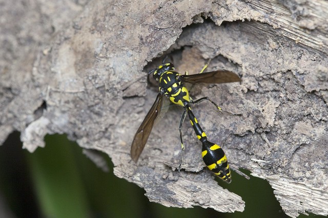 Phimenes flavopictus • © Marcus Ng Fu Chuan • All Rights Reserved