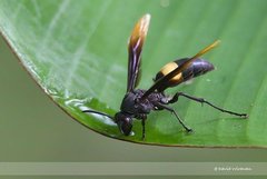 Polistes (Polistella) sagittarius de Saussure, 1854