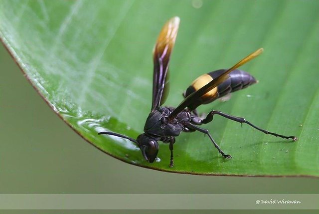 Polistes (Polistella) sagittarius • © David Wirawan • All Rights Reserved