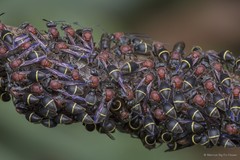 Ropalidia erythrospila