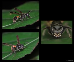 Ropalidia sumatrae