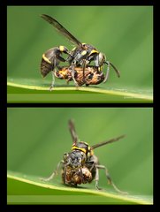 Ropalidia timida