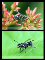 Ropalidia timida • © David Wirawan • All Rights Reserved