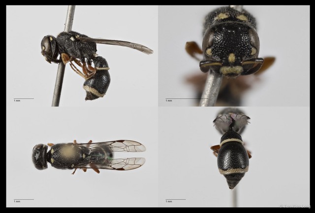 Subancistrocerus sp. "cf. compressus" • © Tan Kian Long • All Rights Reserved