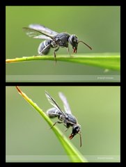 Subancistrocerus sichelii • © David Wirawan • All Rights Reserved