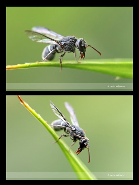 Subancistrocerus sichelii