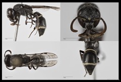Subancistrocerus sichelii • © Tan Kian Long • All Rights Reserved