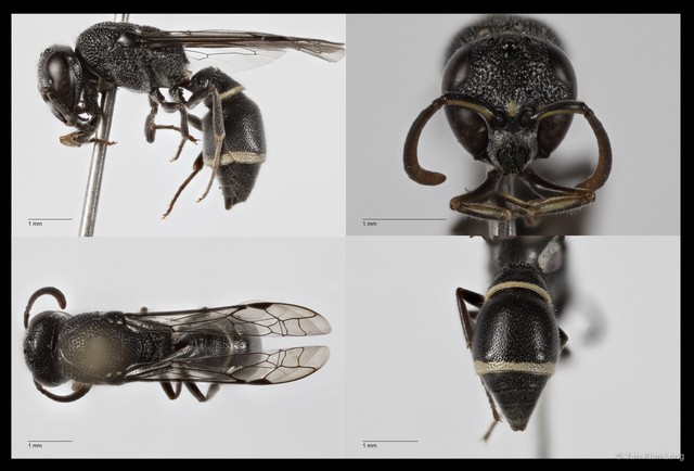 Subancistrocerus sichelii