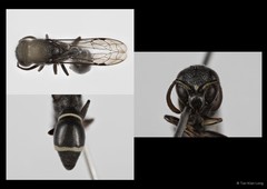 Subancistrocerus sichelii