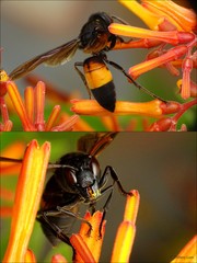 Vespa affinis