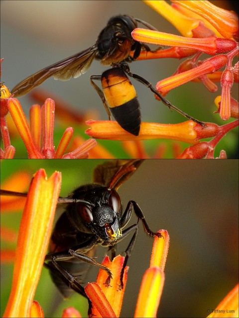 Vespa affinis • © Tiffany Lum • All Rights Reserved