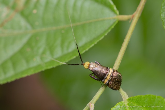 Nemophora decisella • © Marcus Ng Fu Chuan • CC BY-NC-ND 4.0