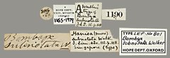 Gunda subnotata • All Rights Reserved Museum Label