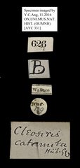 Tetragonus catamitus • All Rights Reserved Museum Label