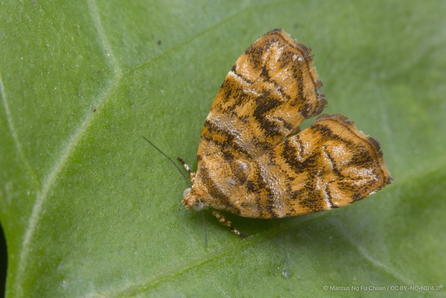 Choreutis ophiosema • © Marcus Ng Fu Chuan • CC BY-NC-ND 4.0