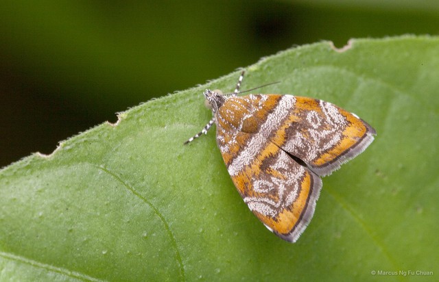 Choreutis orthogona • © Marcus Ng Fu Chuan • All Rights Reserved