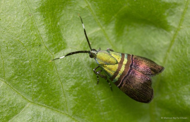 Saptha beryllitis • © Marcus Ng Fu Chuan • All Rights Reserved