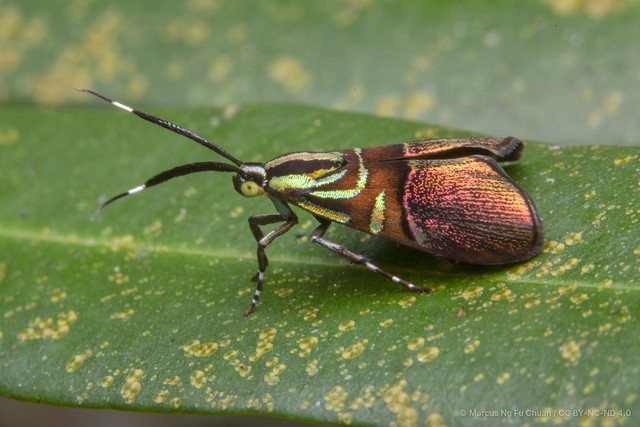 Saptha exanthista • © Marcus Ng Fu Chuan • CC BY-NC-ND 4.0