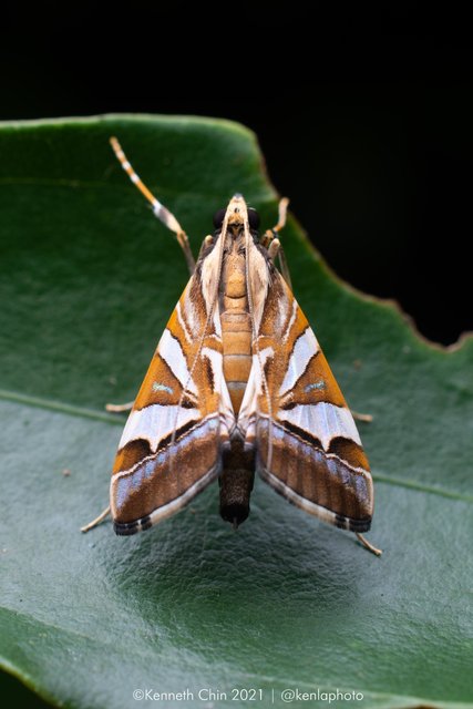 Agrioglypta itysalis • © Kenneth Chin • All Rights Reserved