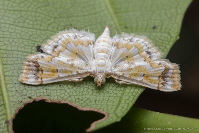Agrotera barcealis • © Marcus Ng Fu Chuan • CC BY-NC-ND 4.0