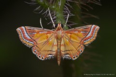 Ambia decoralis Snellen, 1900