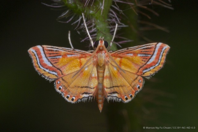 Ambia decoralis • © Marcus Ng Fu Chuan • CC BY-NC-ND 4.0