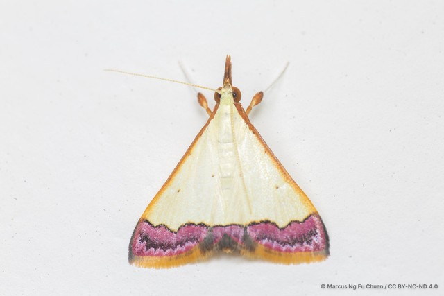 Autocharis amethystina • © Marcus Ng Fu Chuan • CC BY-NC-ND 4.0